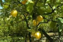 Как вырастить лимон в домашних условиях ― полезные советы по посадке и уходу за растением