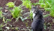 Как отвадить котов от огорода