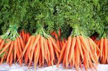 Сажаем на даче морковь: какой сорт выбрать?