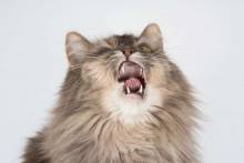 Причины, почему кошка чихает, и как это лечить?
