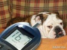 Сахарный диабет у собаки: симптомы и лечение диетой