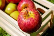 Выбираем сорт яблок для посадки: все, что важно знать